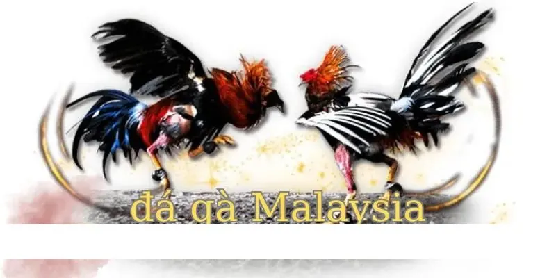 Đá gà Malaysia